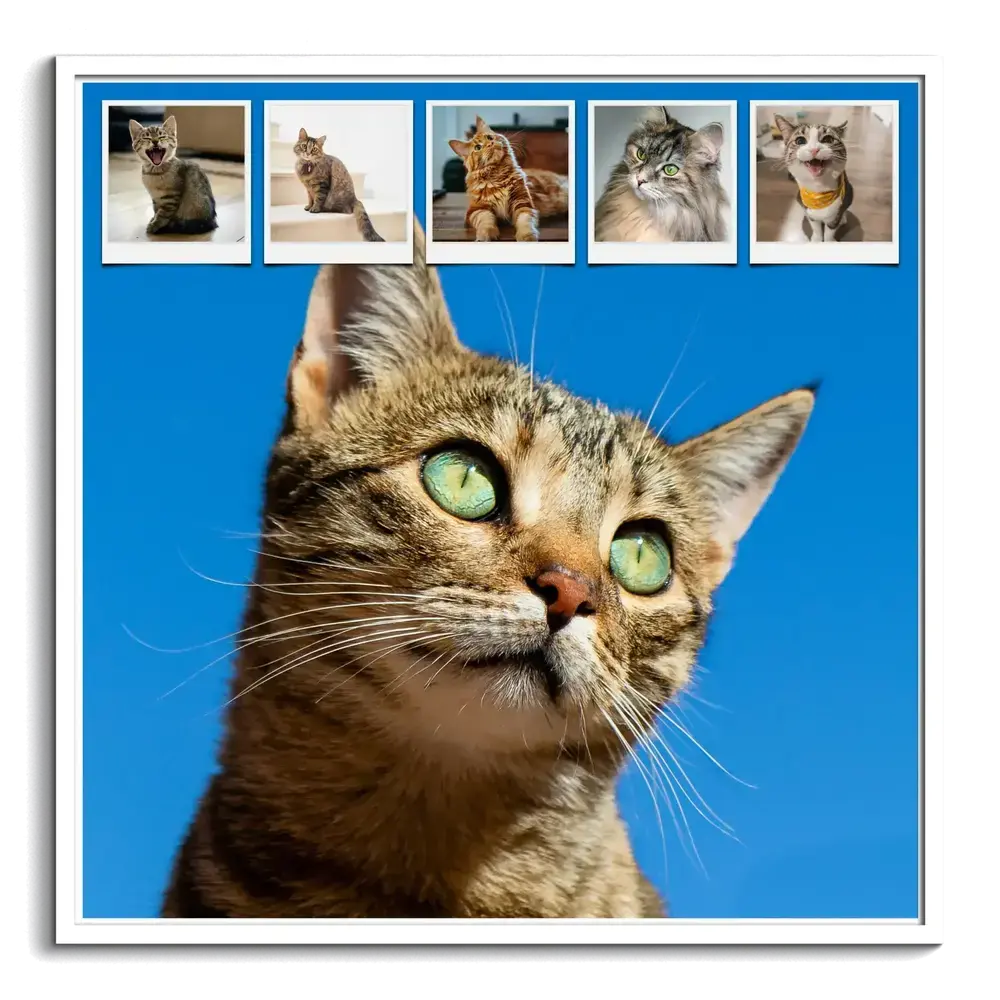 Collage di gatti con cornice bianca, grande ritratto su sfondo blu e cinque piccole foto nella parte superiore