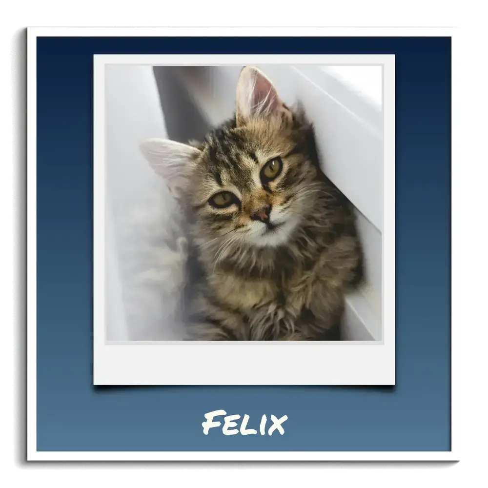 Poster quadrato con foto di un gattino in stile Polaroid e nome personalizzato su fondo blu, in cornice bianca