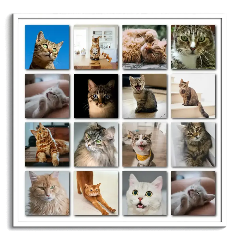 Collage di 16 foto di gatti in una griglia regolare con ombre su sfondo bianco, racchiuso in una cornice bianca