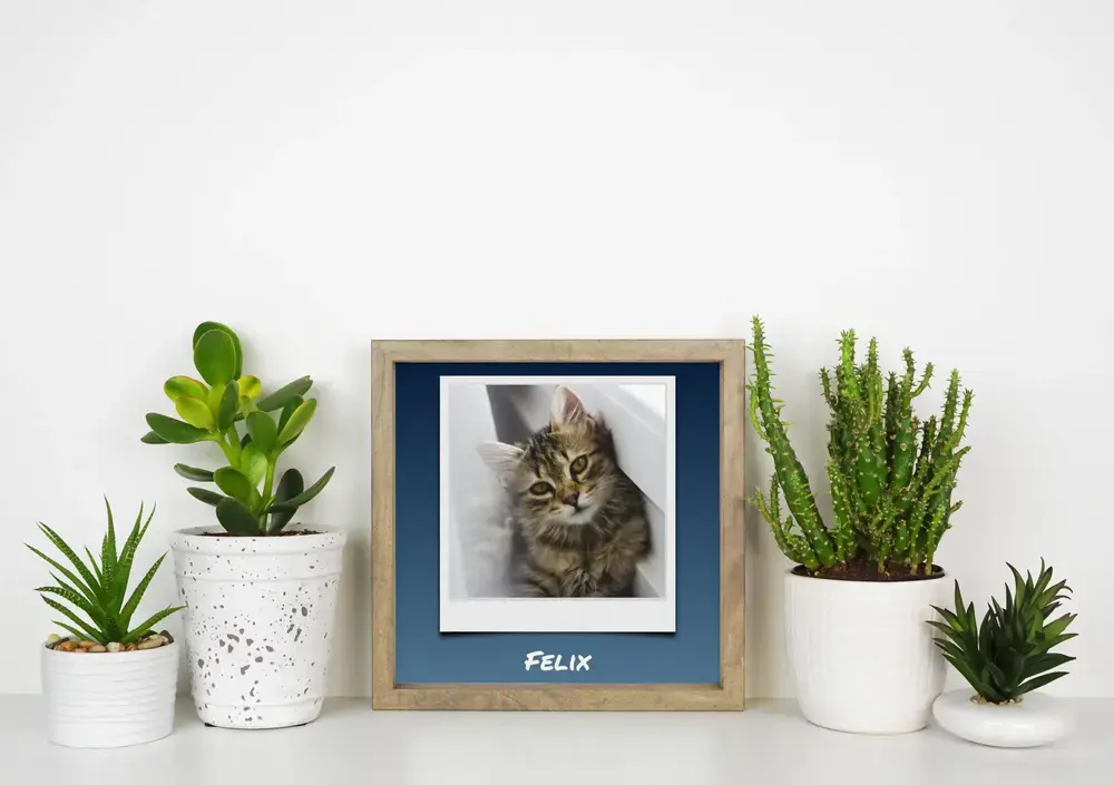 Poster di un gattino in stile Polaroid con nome su fondo blu, in cornice di legno sulla scrivania tra le piante