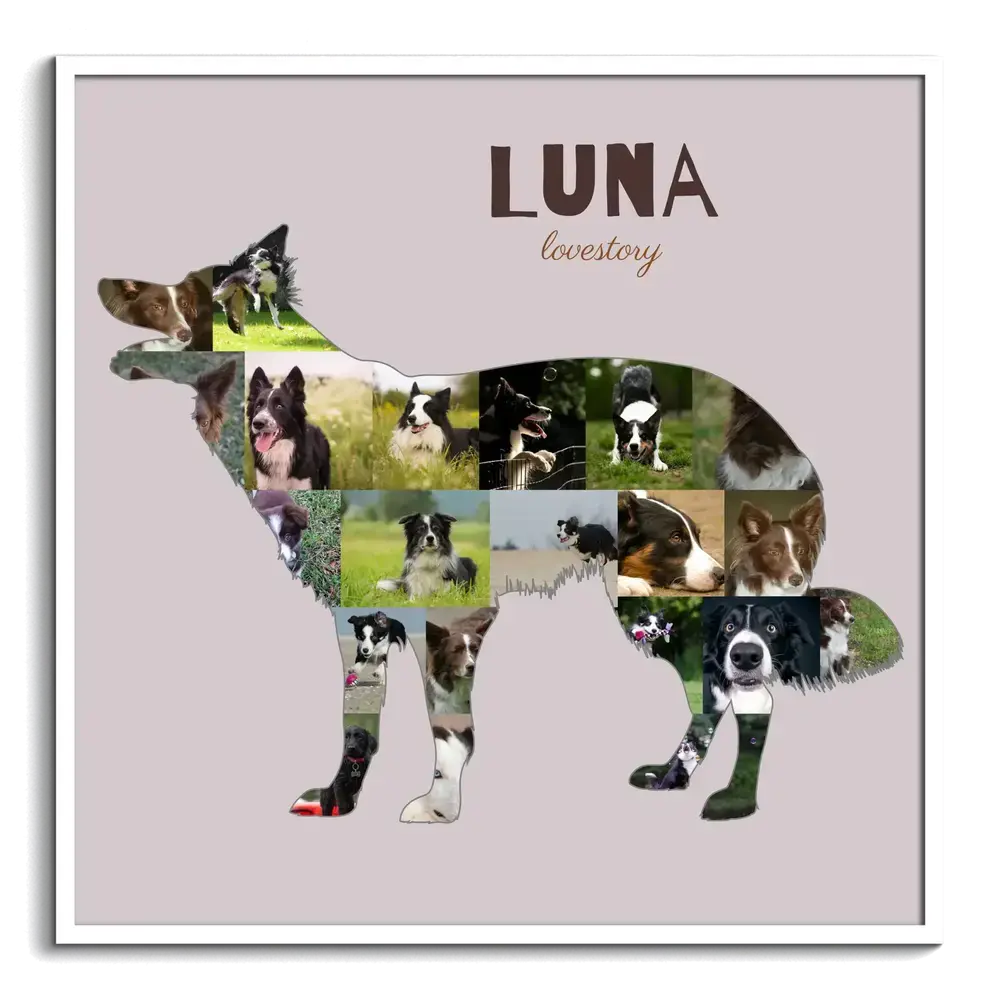 Collage di foto a forma di Border Collie in piedi, con nome su fondo rosa cipria e cornice bianca