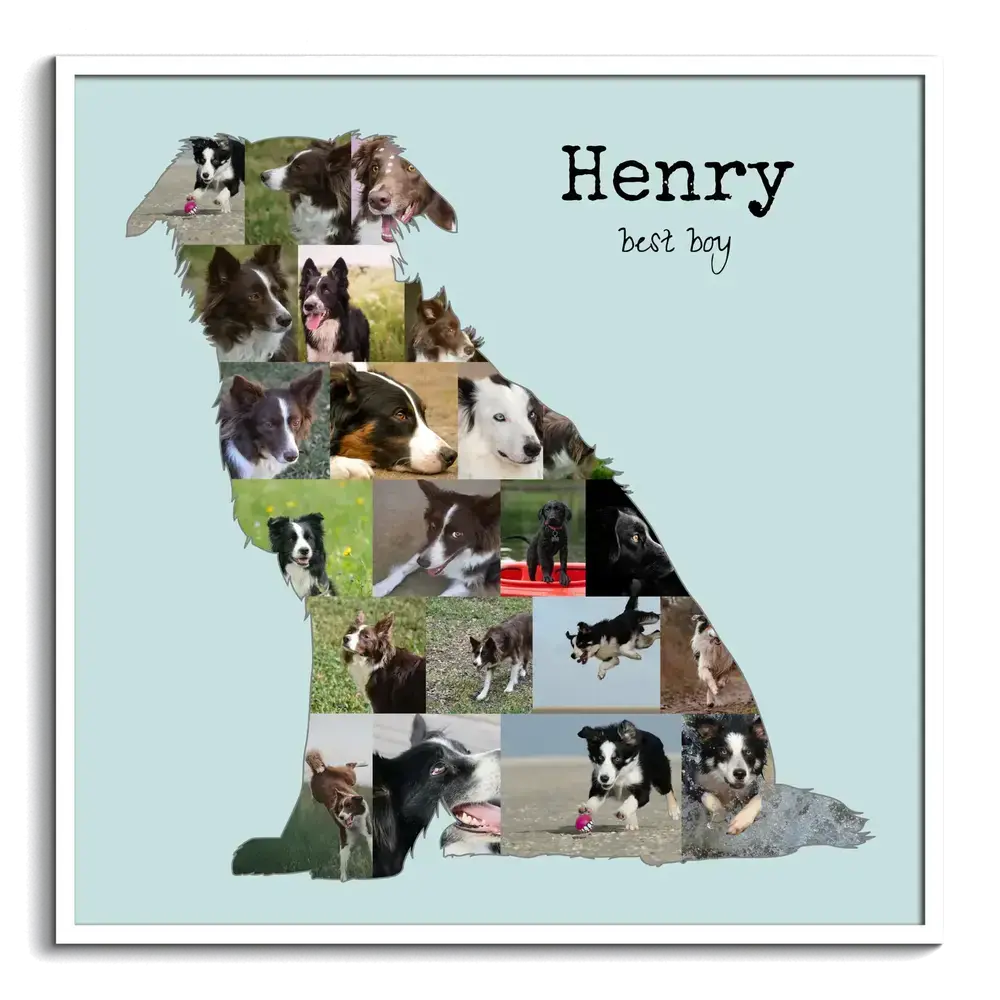 Collage di foto di Border Collie seduto con nome, fondo azzurro e cornice bianca, regalo per chi ama i cani