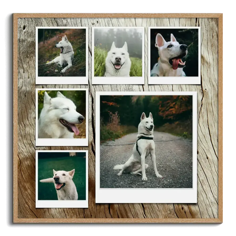 Collage di foto di un pastore bianco con sei scatti in stile Polaroid, sfondo effetto legno e cornice in legno