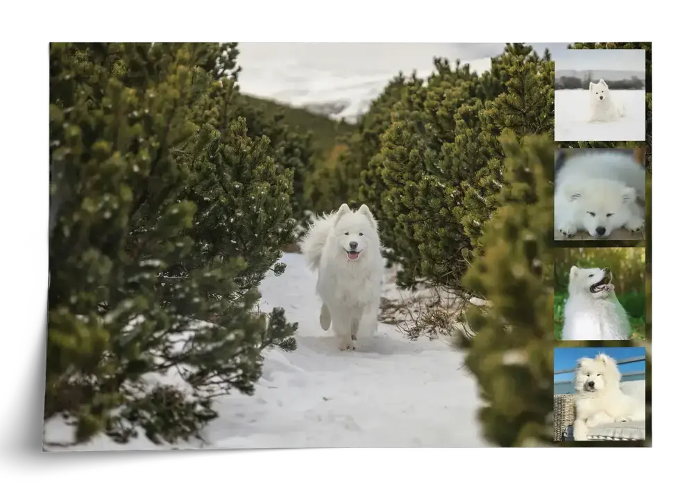 Poster collage di un cane con una grande foto di un samoiedo nella neve e quattro piccole foto sul bordo destro