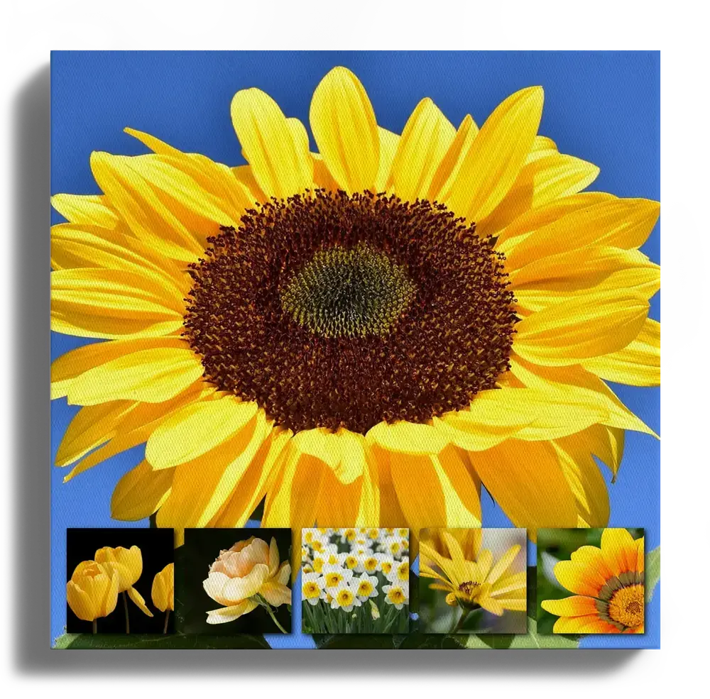 Collage fotografico su tela quadrata con un grande girasole sul cielo blu e piccole foto di fiori gialli in basso
