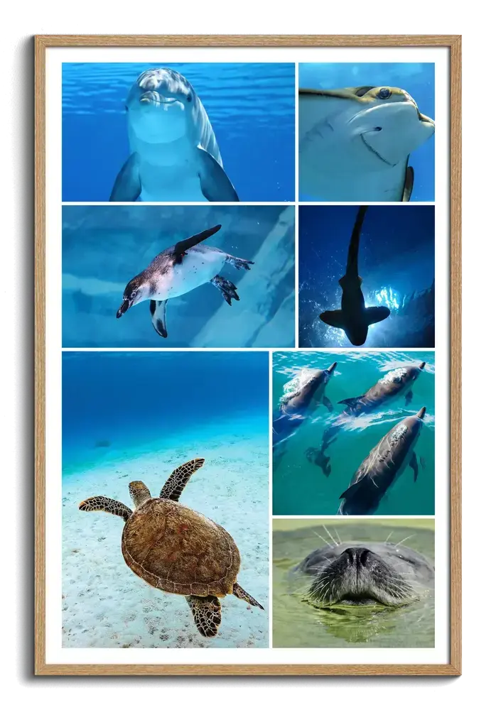Collage di foto subacquee con delfino, tartaruga e pinguino, in verticale con cornice in legno naturale