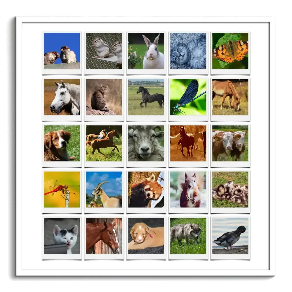 Collage di 25 foto di cavalli, animali domestici e selvatici in stile Polaroid, con cornice bianca