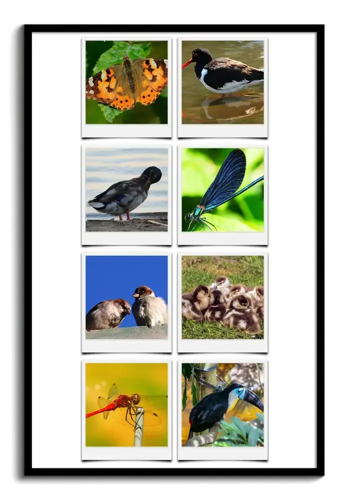 Collage di otto foto naturalistiche in stile Polaroid con uccelli, farfalla e libellule, in cornice nera