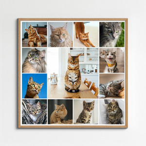 Collage foto del tuo gatto: crea ora con vari modelli e testo personalizzato