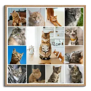 Collage foto del tuo gatto: crea ora con vari modelli e testo personalizzato