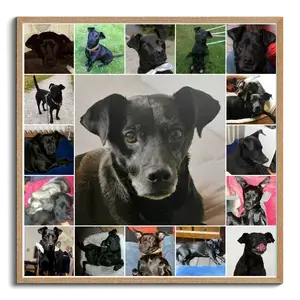 Crea il tuo collage foto cane personalizzato: ricordi per sempre