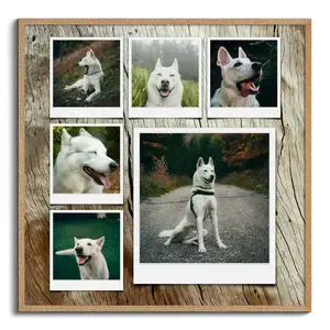 Crea il tuo collage foto cane personalizzato con stile Polaroid o griglia