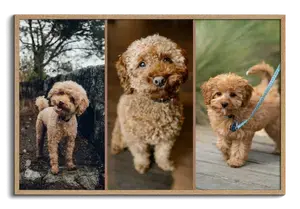 Crea un collage foto cane: cuore, 3 scene o Polaroid vintage