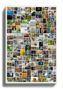 Crea la tua collage foto selvaggio personalizzata per la tua parete!
