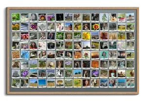 Crea la tua Collage Polaroid con oltre 100 foto e testi personalizzati!