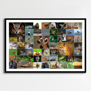 Collage fotografico animali in natura - crea la tua stampa premium online ora