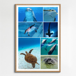 Collage foto subacquee: animali marini e immersioni – crea e stampa il tuo collage premium