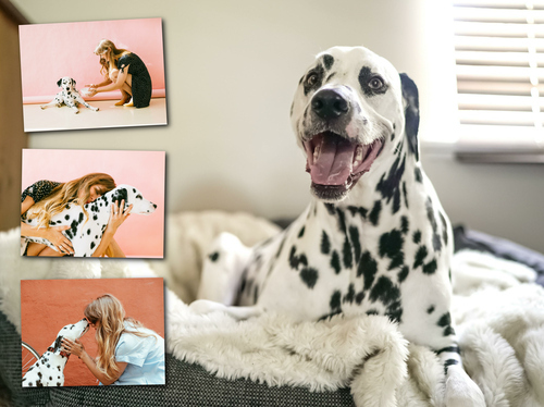 Crea la tua Collage XXL di un Cane Speciale su Alu-Dibond