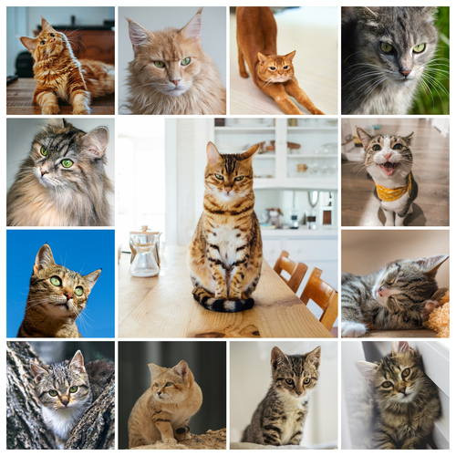 Collage foto del tuo gatto: crea ora con vari modelli e testo personalizzato