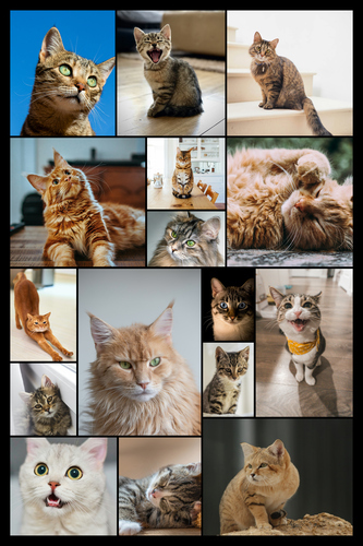 Collage foto del tuo gatto: crea ora con vari modelli e testo personalizzato