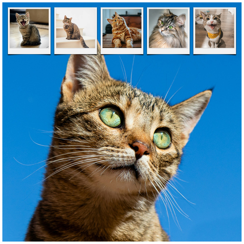 Collage foto del tuo gatto: crea ora con vari modelli e testo personalizzato