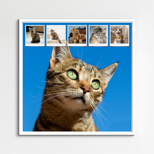 Collage foto del tuo gatto: crea ora con vari modelli e testo personalizzato