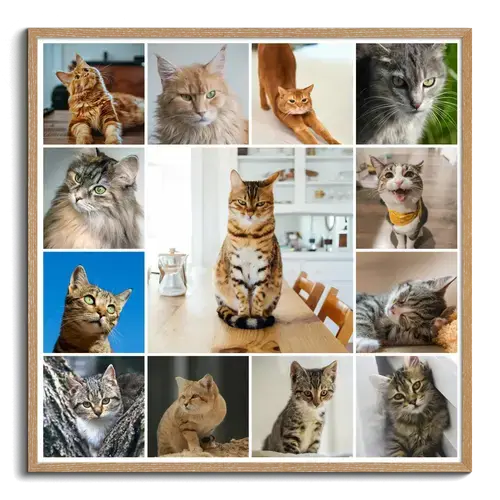 Collage foto del tuo gatto: crea ora con vari modelli e testo personalizzato