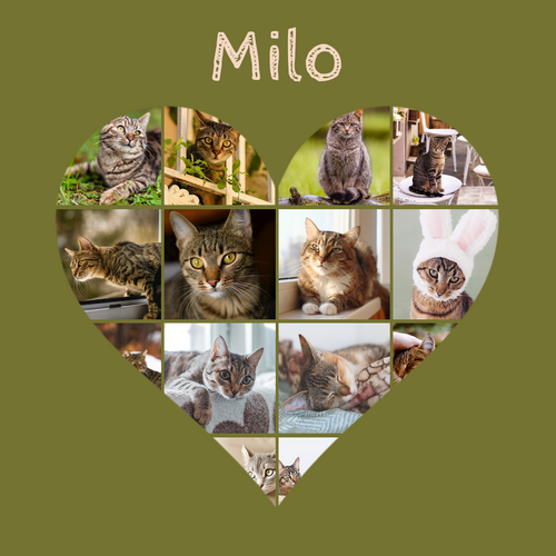 Collage a cuore con foto del tuo gatto – crea ora e personalizza testo o nome