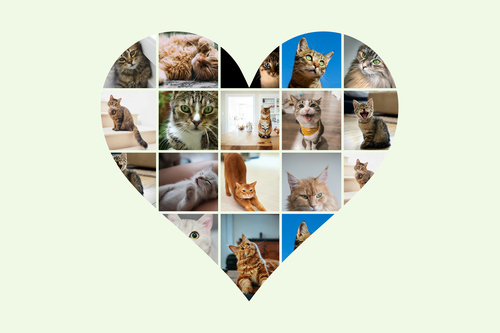 Collage a cuore con foto del tuo gatto – crea ora e personalizza testo o nome