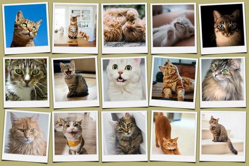 Collage Polaroid del tuo gatto dalle tue foto - crea ora con testi e nome personalizzati
