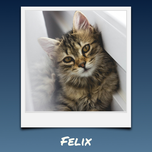 Collage Polaroid del tuo gatto dalle tue foto - crea ora con testi e nome personalizzati