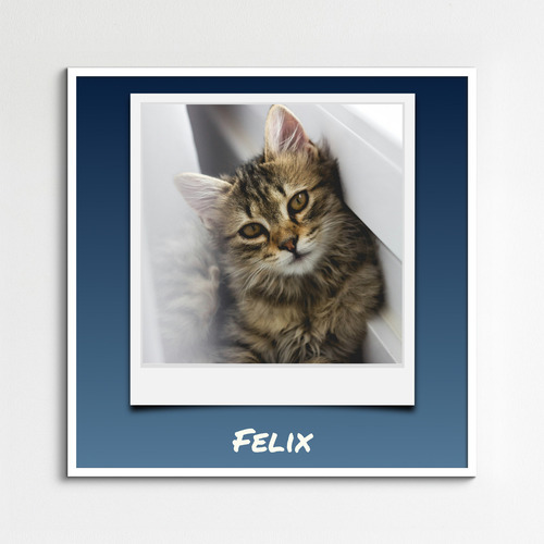Collage Polaroid del tuo gatto dalle tue foto - crea ora con testi e nome personalizzati