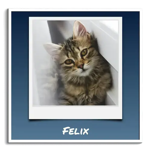 Collage Polaroid: Foto Gatto + Testo Personalizzato