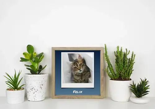Collage Polaroid: Foto Gatto + Testo Personalizzato