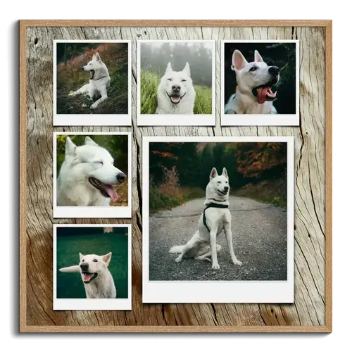 Collage foto del cane personalizzabile