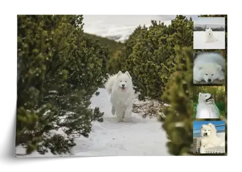 Collage foto del cane personalizzabile