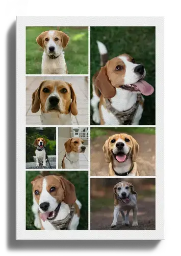 Collage foto del cane personalizzabile