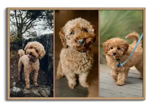 Collage cane: cuore, 3 scene o polaroid