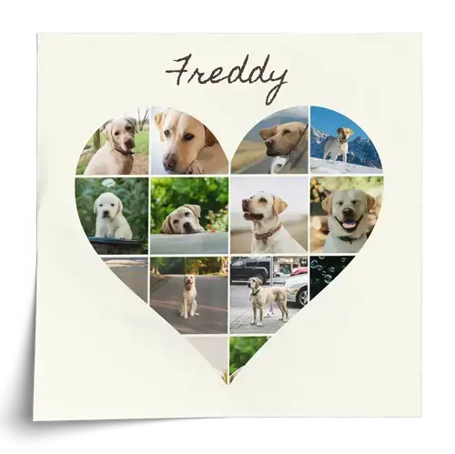 Collage cane: cuore, 3 scene o polaroid