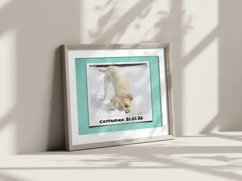 Collage cane: cuore, 3 scene o polaroid