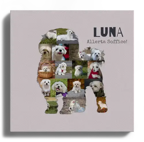 Crea la tua Collage Cane Malteser: Personalizza con 15-20 Foto e Testo