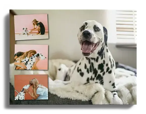 Fotocollage con immagine preferita come sfondo con foto di cani