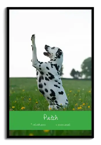 Collage commemorativo cane 1 foto con nome e date