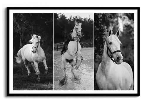 Poster commemorativo cavallo con foto e dati