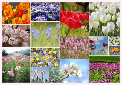 Crea il tuo collage foto fiori e piante – stampa premium: rose, tulipani, prati in fiore