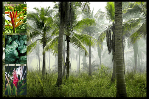 Collage foto natura tropicale – stampa premium: Crea ora palme, foresta pluviale e spiagge