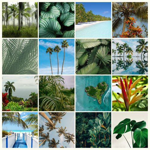 Collage foto natura tropicale – stampa premium: Crea ora palme, foresta pluviale e spiagge