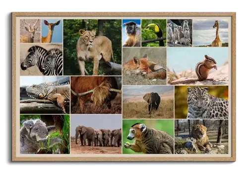 Collage Natura e Fauna: Animali Selvatici e Uccelli