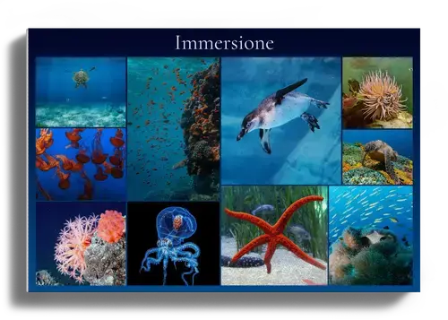 Collage Premium: Fauna Marina e Immersioni