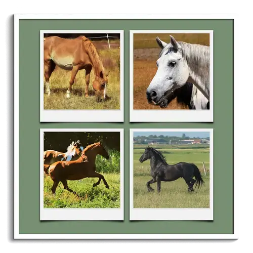 Collage Natur e Animali in Stile Polaroid